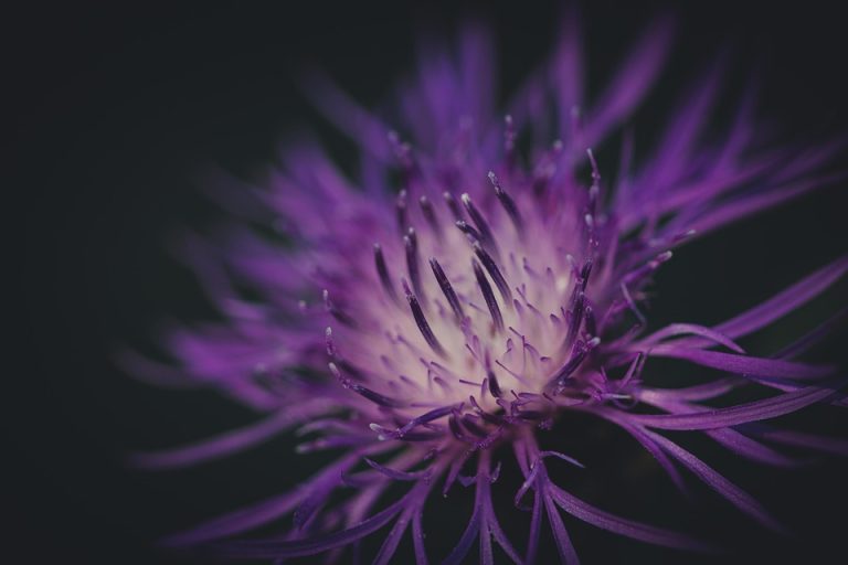 Beachfront bed and breakfast Belize